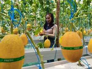 Sensasi Petik Melon Hidroponik di Sidoarjo, Panas-panasan tapi Nagih