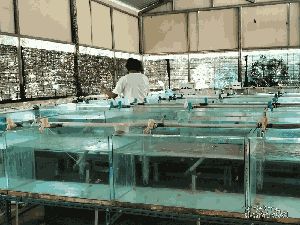 Budidaya Nemo dan Kuda Laut di Pulau Tidung Kecil