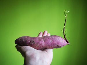 Bukan Cuma Ubi Ungu, Ini 4 Jenis Ubi Jalar yang Kaya Nutrisi