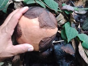 4 Bakal Bunga Rafflesia Ditemukan Lagi di Sambas, Diduga Jenis Hasseltii
