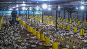 Listrik Dorong Produktivitas, Peternakan Tertutup di Konawe Selatan Makin Efisien