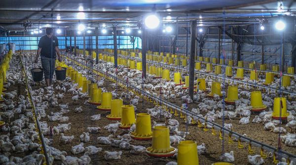 Listrik Dorong Produktivitas, Peternakan Tertutup di Konawe Selatan Makin Efisien