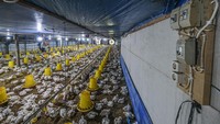 Harga Ayam di Kandang Anjlok, Peternak Meringis Rugi!