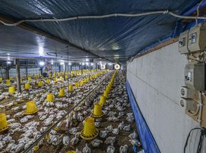 Harga Ayam di Kandang Anjlok, Peternak Meringis Rugi!