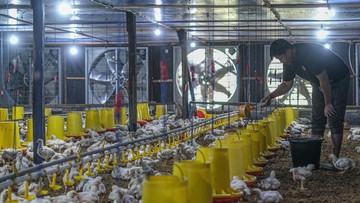 Berita dari Detik Finance: Harga Ayam Hidup Didorong Naik Jadi Rp 19.500/Kg Mulai 15 Juli