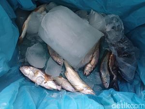 Pasokan Terganggu Akibat Banjir, Harga Ikan di Binjai Meroket