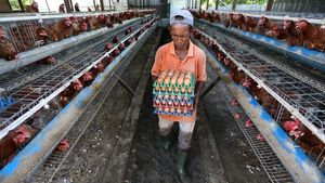 Telur Ayam Langka dan Mahal, Dampak Banjir Aceh