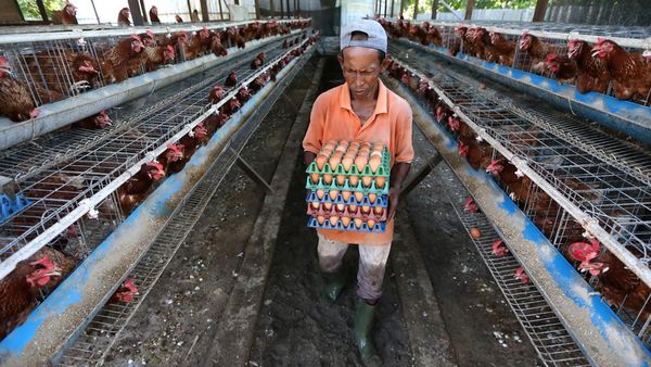 Telur Ayam Langka dan Mahal, Dampak Banjir Aceh