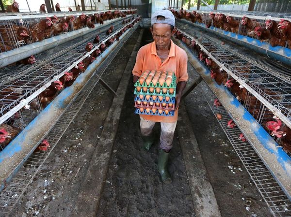 Telur Ayam Langka dan Mahal, Dampak Banjir Aceh