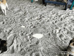 Banyak Kucing di Pulau Tidung Kecil, Ternyata Ini Sebabnya