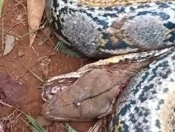 Penampakan Ular Piton 7 Meter Lilit Petani di Luwu Timur hingga Tewas