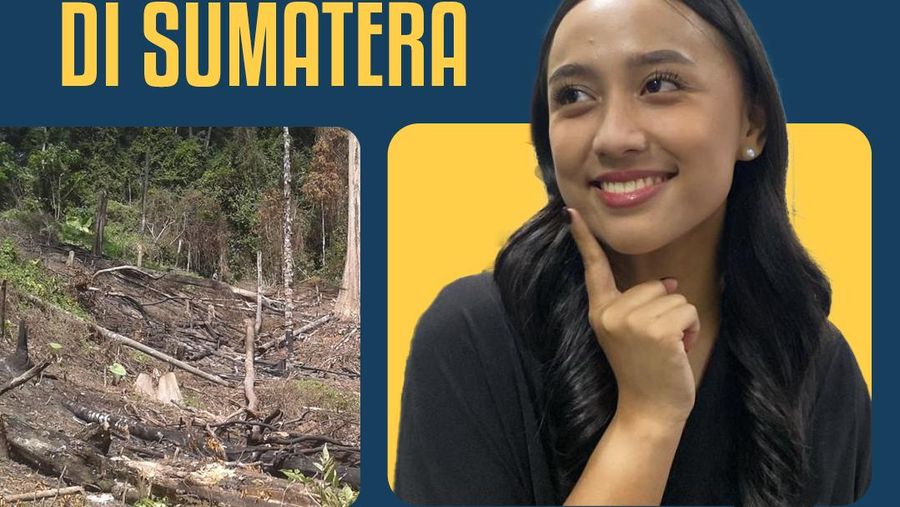 Tambah Tahu: Arti Deforestasi yang Disebut Jadi Penyebab Banjir Bandang di Sumatera