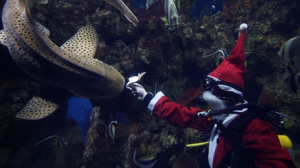 Momen Ikan Hiu Dapat Hadiah Natal Lebih Awal dari Sinterklas di Akuarium Malta