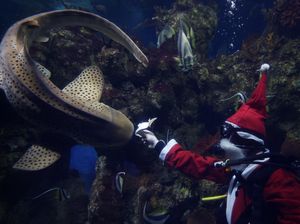 Momen Ikan Hiu Dapat Hadiah Natal Lebih Awal dari Sinterklas di Akuarium Malta