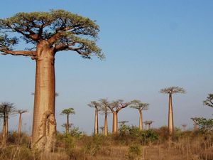 Pohon Ini Tetap Hidup Bertahun-tahun Berkat Ngengat dan Kelelawar, Kok Bisa?
