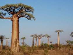 Pohon Ini Tetap Hidup Bertahun-tahun Berkat Ngengat dan Kelelawar, Kok Bisa?