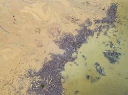 Kayu Gelondongan Hanyut Terbawa Banjir, Pakar Lingkungan UI Beri Penjelasan