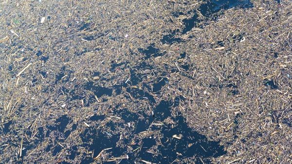 Foto Tumpukan Kayu Gelondongan di Pantai Padang dan Danau Singkarak