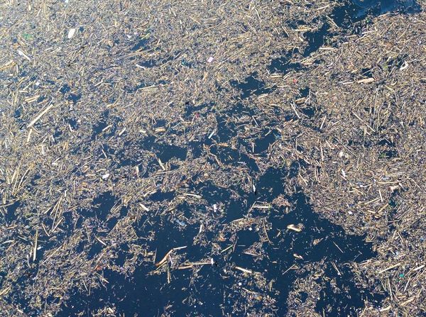 Foto Tumpukan Kayu Gelondongan di Pantai Padang dan Danau Singkarak