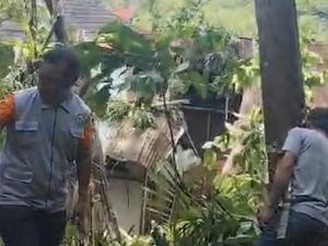 Pohon Tumbang Timpa Rumah di Tana Toraja, Ibu dan 2 Anaknya Luka