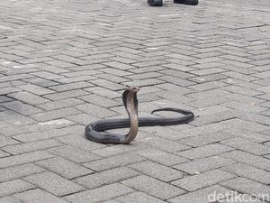 Kobra Posisi Siap Mematuk Muncul di Dapur Bikin Panik Warga Boyolali