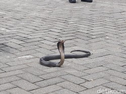 Kobra Posisi Siap Mematuk Muncul di Dapur Bikin Panik Warga Boyolali