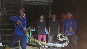 Hii! Warga Temukan Piton 6 Meter di Semak-semak Dekat Permukiman