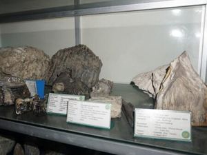 Gudang Fosil di Museum 13 yang Menyelamatkan Sejarah Bojonegoro