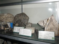 Gudang Fosil di Museum 13 yang Menyelamatkan Sejarah Bojonegoro