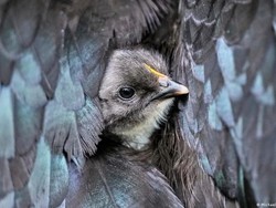 Flu Burung Mewabah, Apa Risikonya Bagi Manusia?