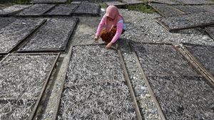 Ikan Teri Gorontalo Laris Manis, Harga Melonjak