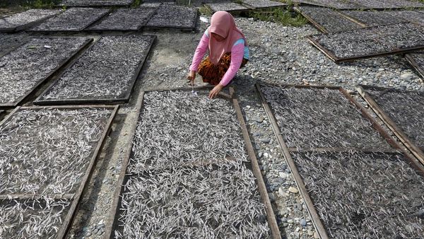 Ikan Teri Gorontalo Laris Manis, Harga Melonjak