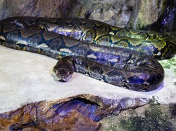 Penyebab Ular Masuk Rumah dan Cara Mencegahnya