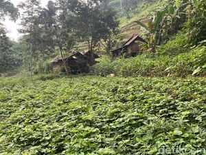 Kata Perhutani Soal Pasangan Manusia Jurang di Dasar Lembah Mojokerto