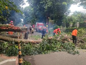 Pohon Kenari Setinggi 6 Meter Tumbang di Bogor, Sempat Tutup Akses Jalan