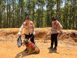 Reno, Anjing K-9 Polda Riau Gugur dalam Tugas Kemanusiaan di Agam