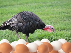 Kenapa Ya Telur Kalkun Tak Dikonsumsi Seperti Telur Ayam?