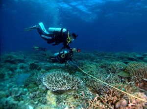 Pesisir Sejahtera Lewat Karbon Biru
