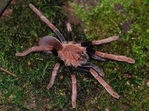 Berkenalan dengan Laba-laba yang Bisa Memakan Burung dari Papua