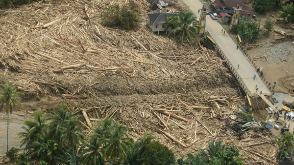 Material Kayu Menggunung Setelah Arus Deras Menerjang Tapanuli