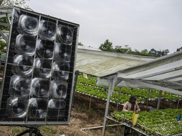 Pemanfaatan PLTS Dorong Pertanian Hidroponik Mandiri Energi di Semarang