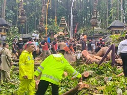 Pohon Tumbang di Sangeh Monkey Forest, Pemandu Wisata Tewas