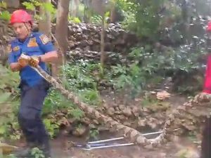 Ular Sanca 2,5 Meter Dievakuasi Damkar Usai Mangsa Ayam di Gunungkidul