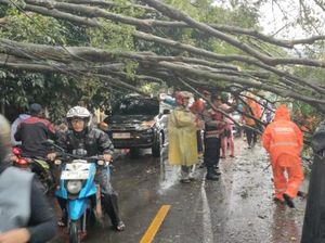 Hujan-Angin Kencang Bikin Pohon Besar di Jl Muchtar Raya Depok Tumbang