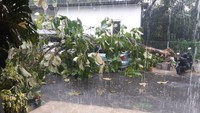 Pohon Tumbang Timpa Mobil Imbas Hujan Deras-Angin Kencang di Depok