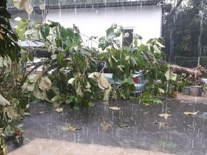 Pohon Tumbang Timpa Mobil Imbas Hujan Deras-Angin Kencang di Depok