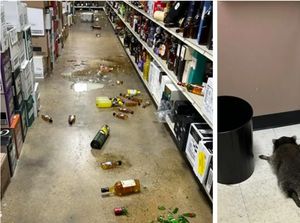 Video: Viral Rakun Pingsan Gara-gara Mabuk Minum Miras, Kok Bisa Sih?