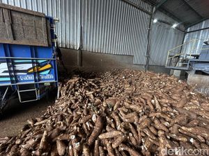 Harga Singkong Anjlok Jadi Rp 750/Kg, Petani Pati Menjerit