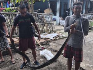 Geger! Ular Piton 3,6 Meter Santap Ayam Jago Milik Warga Sukoharjo