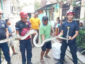 Ditangkap! Sanca 4 Meter Biang Kerok Raibnya Ayam Milik Warga Pekalongan
